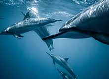 开云体育APP：让体育新体验触手可及